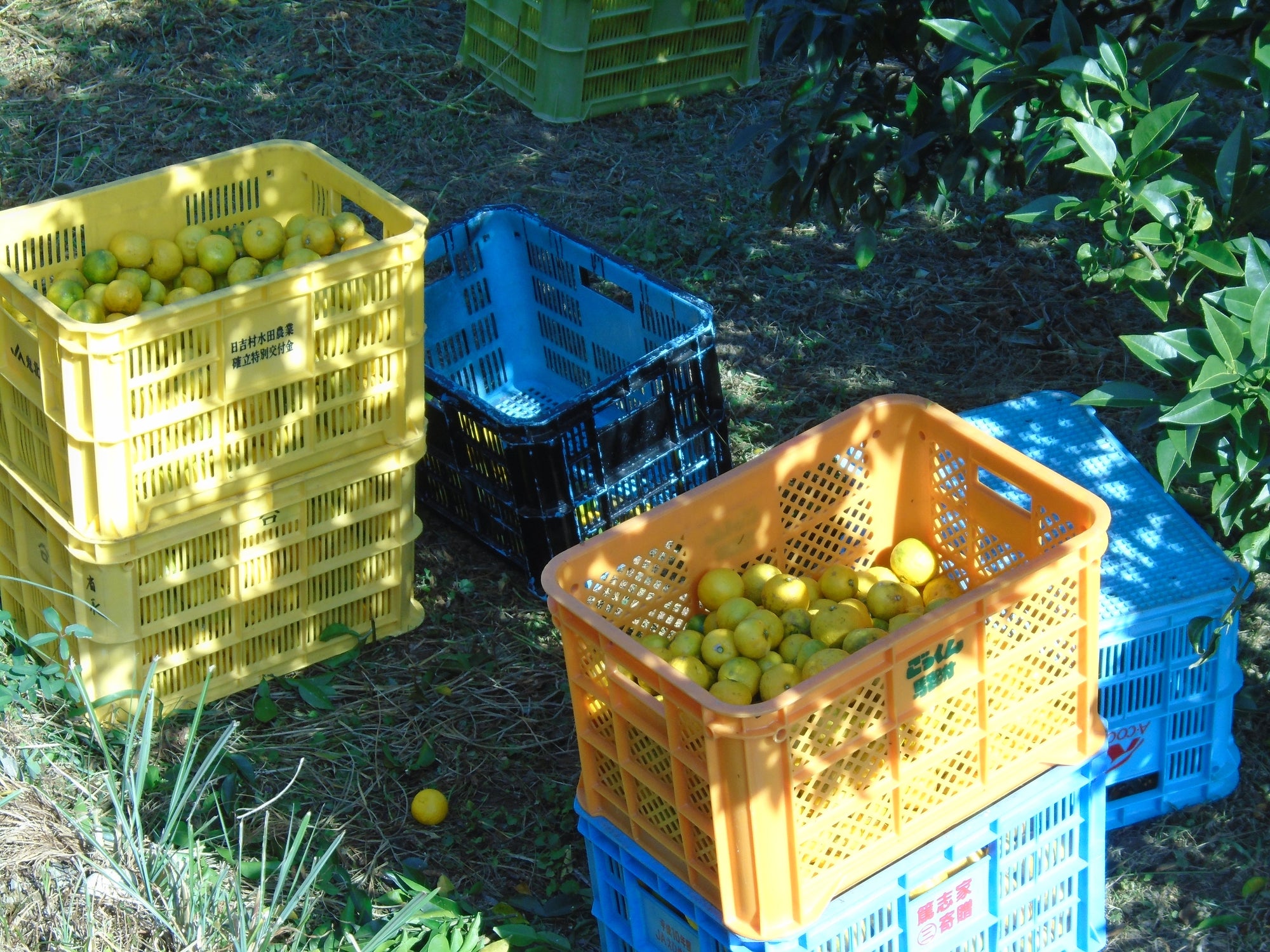 Yuzu Products