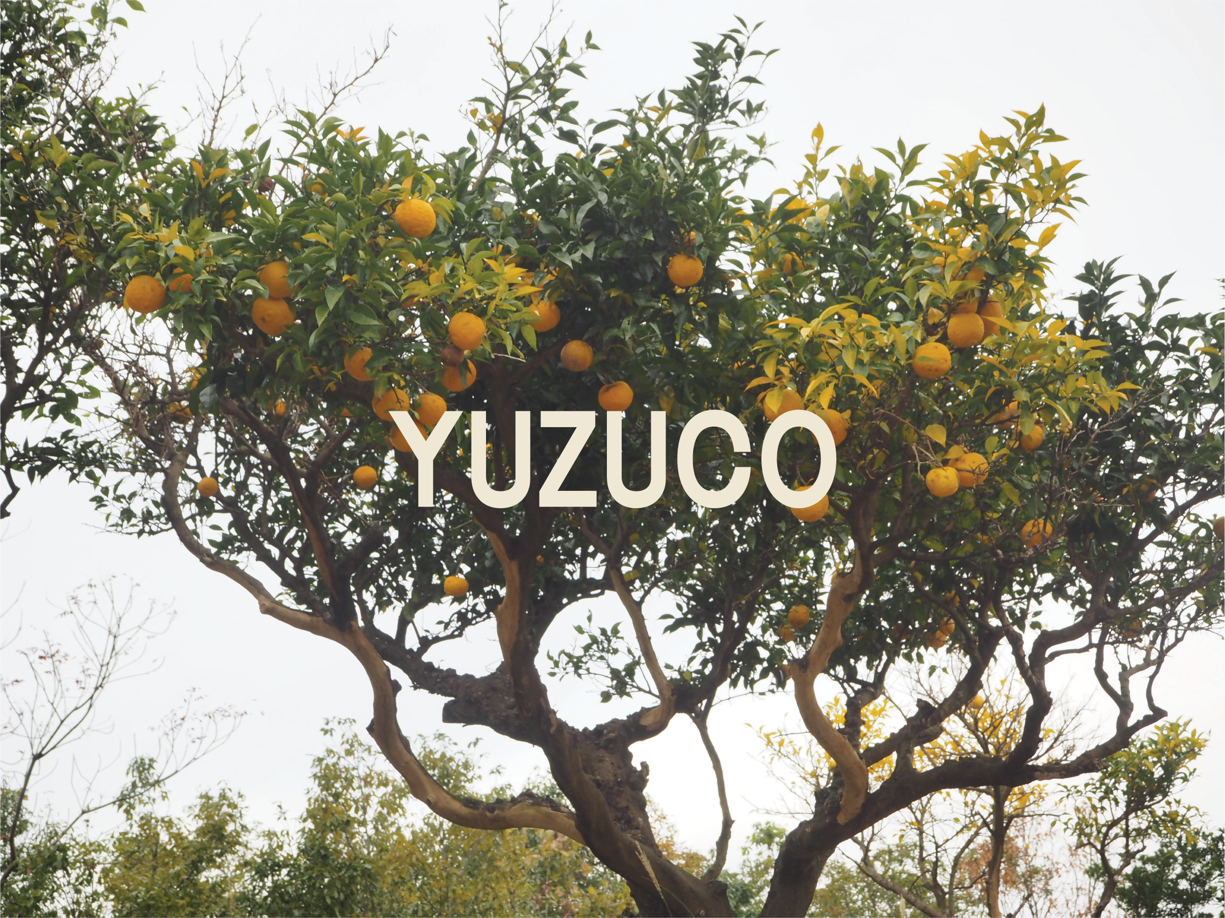 YUZU 101 – YUZUCO