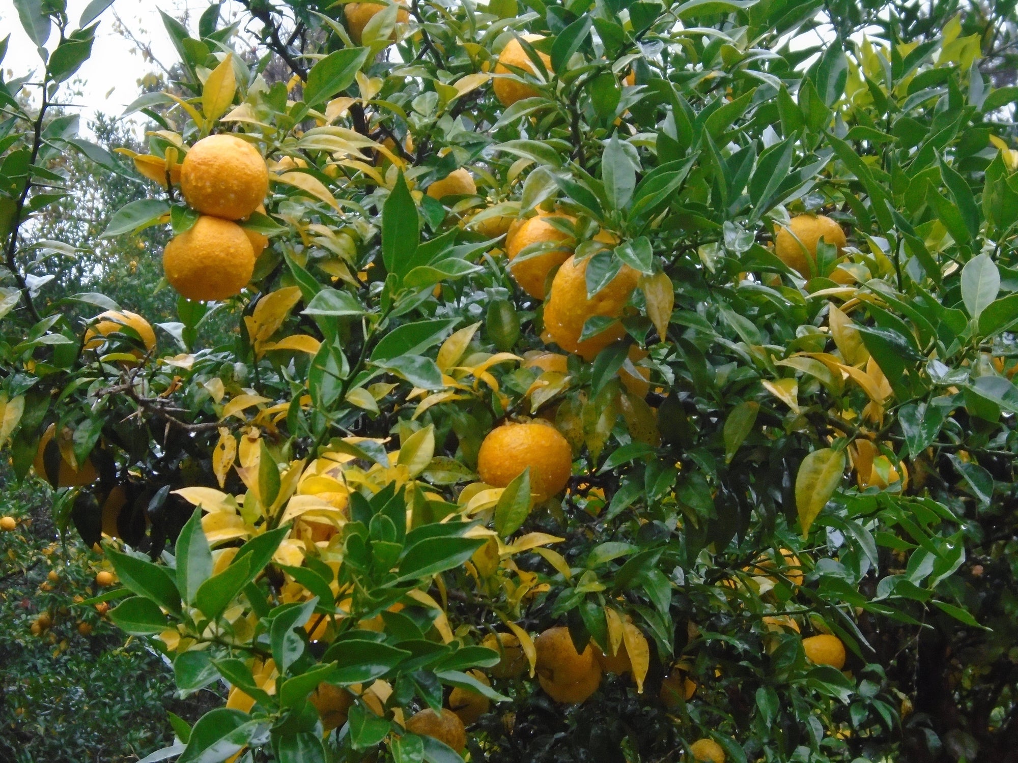 A yuzu tree heavy with ripe, yellow yuzu fruit, showcasing the unique citrus that adds aromatic complexity to culinary and cocktail creations.