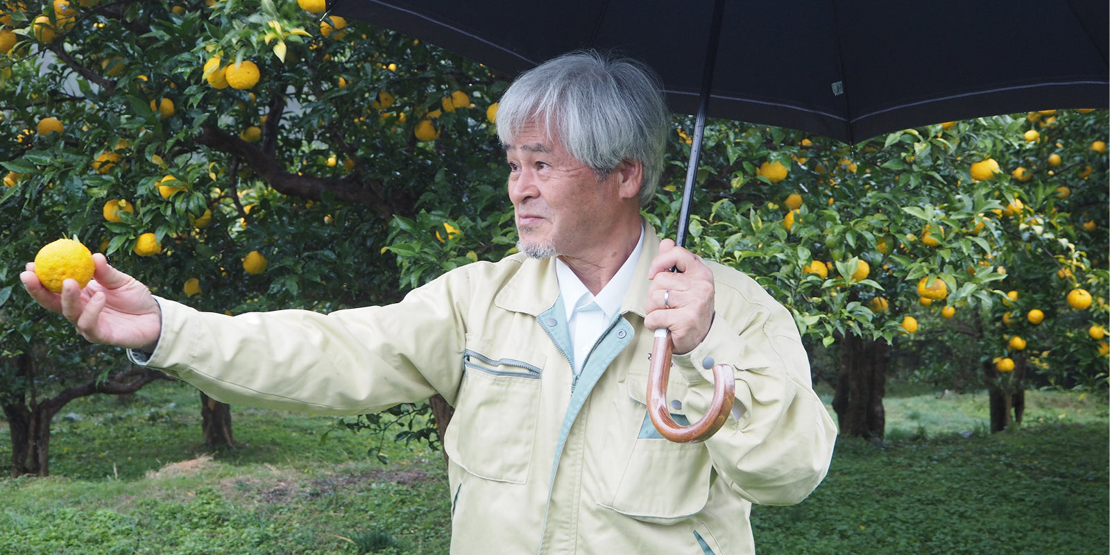 Man holding a yuzu fruit and umbrella in a yuzu orchard