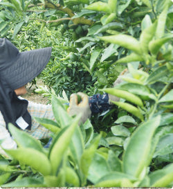 ByCitrus_Sudachi_Image_Container