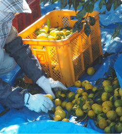 ByCitrus_Yuzu_Image_Container