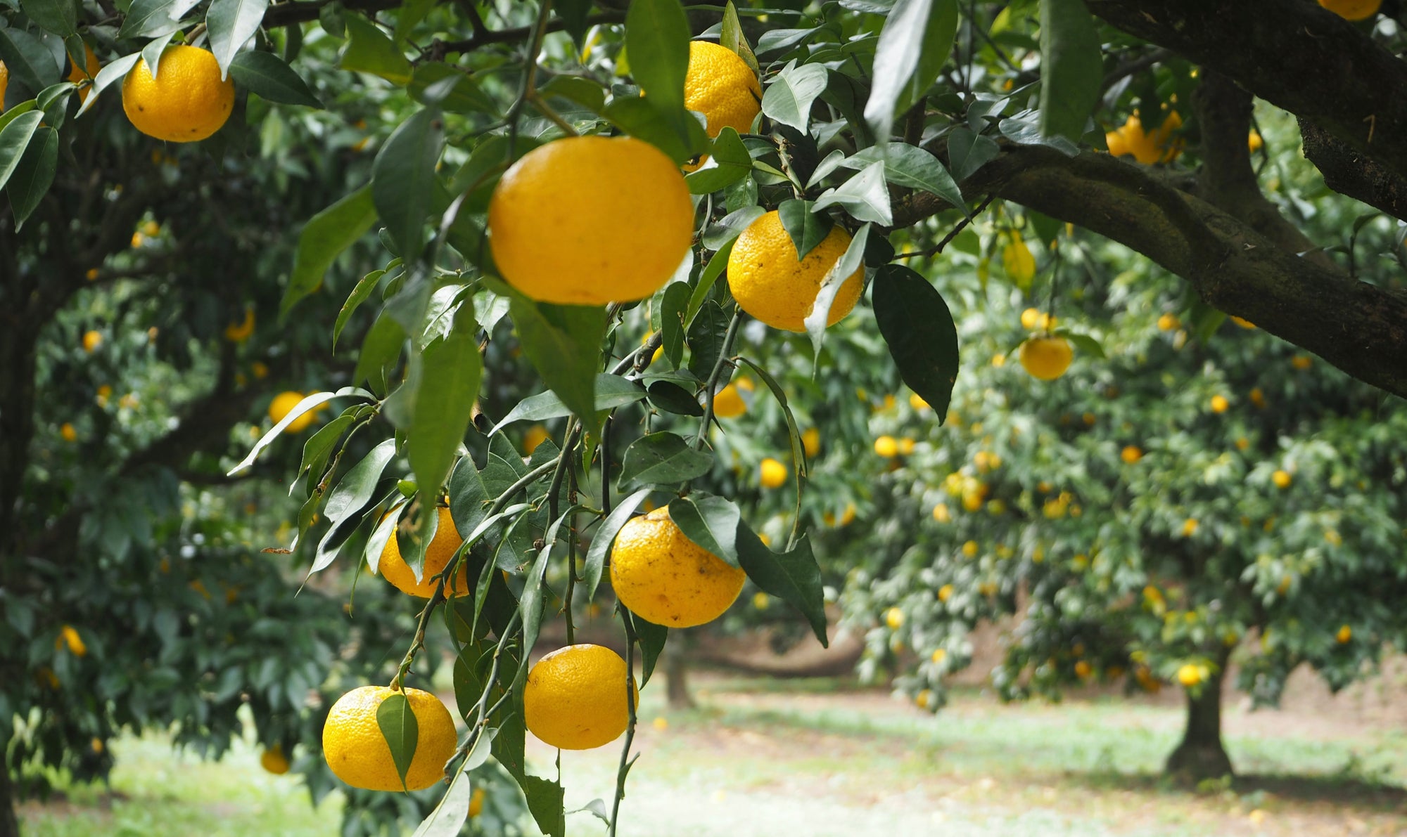 Closeup of yuzu fruit on a tree in a yuzu orchard in japan