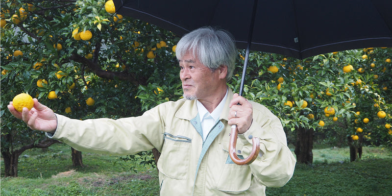 Man holding an umbrella and extending a yuzu fruit in a yuzu orchard