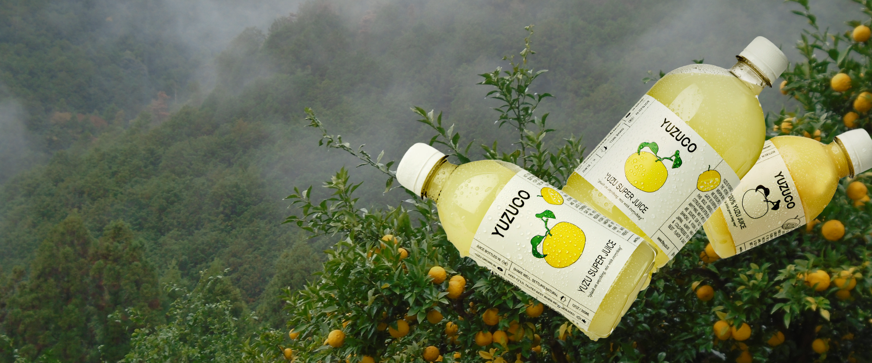 Angled view of three YUZUCO yuzu juice bottles with condensation against a misty yuzu orchard background