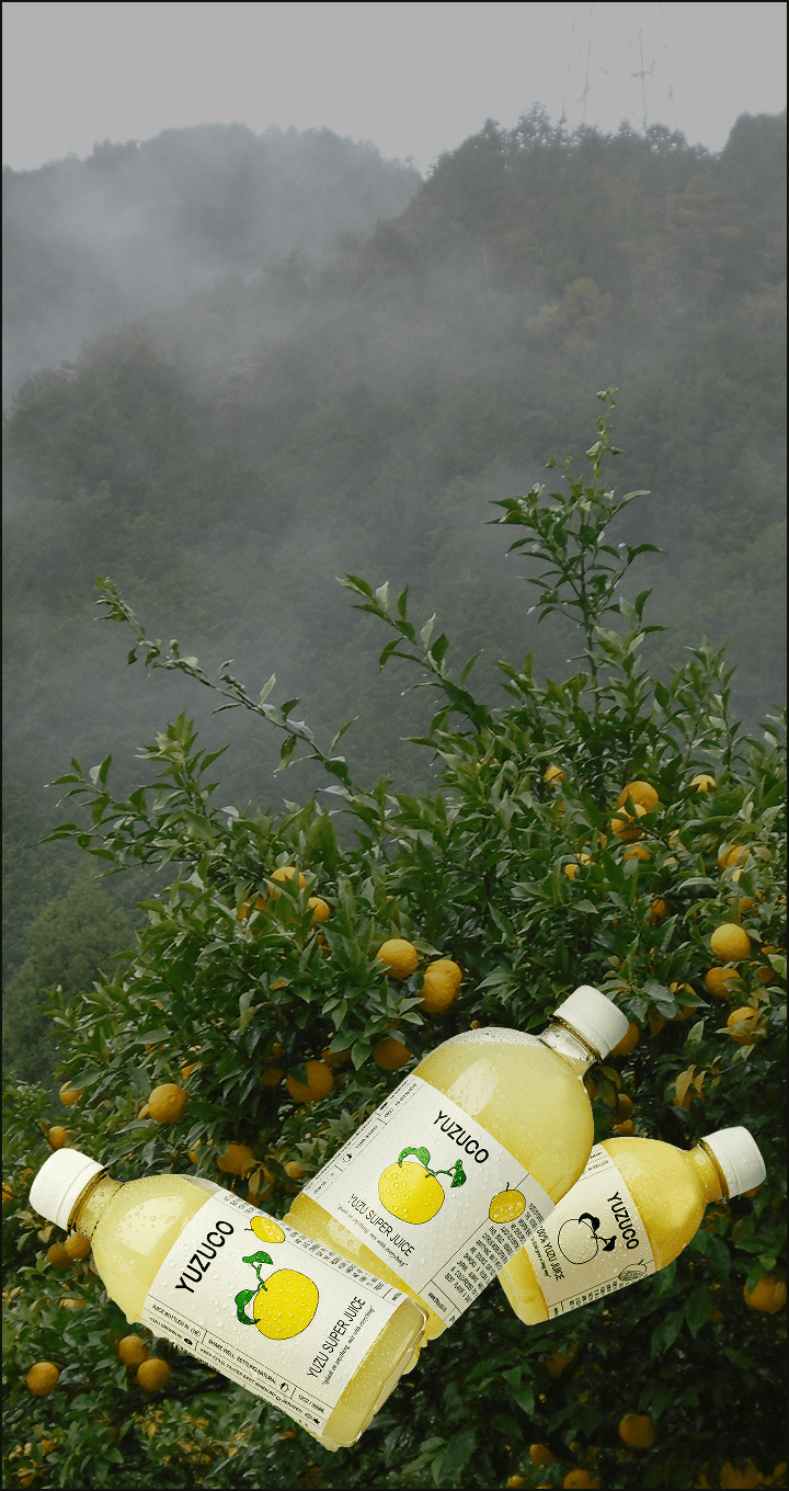 Three YUZUCO yuzu juice bottles angled over a misty yuzu orchard