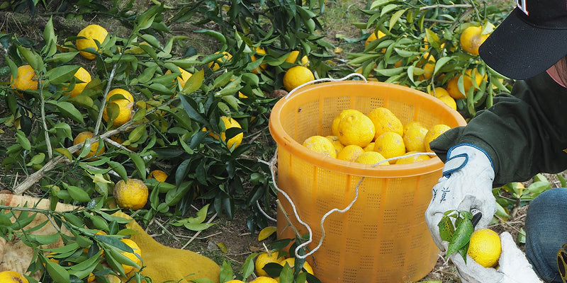 Yuzu Products – YUZUCO