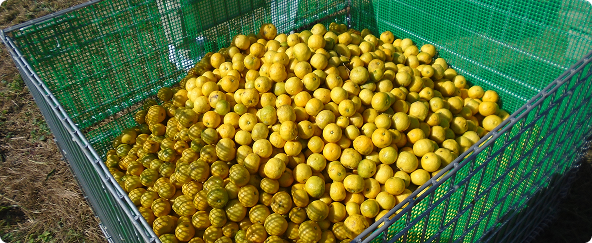Crate of yellow citrus fruit in a green mesh bin outdoors, illustrating a bulk citrus harvest