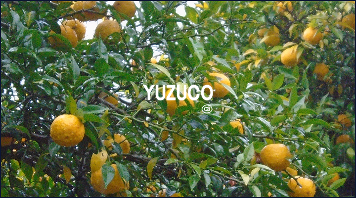 yuzucoさま＊確認ページです YUZUCO | Yuzu Juice Powder