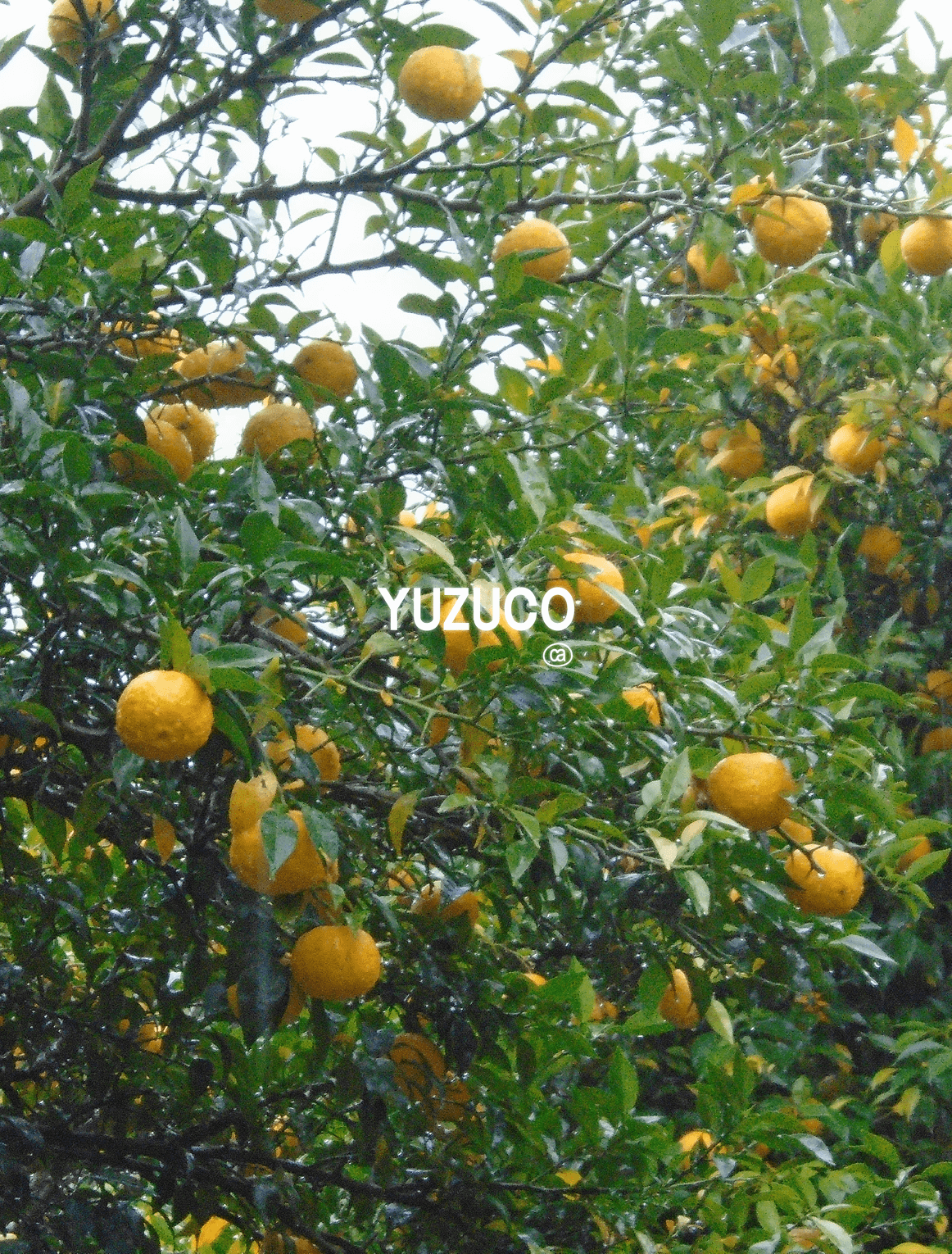 Yuzu tree heavy with ripe yellow fruit and glossy leaves, leafy background with YUZUCO centered overlay