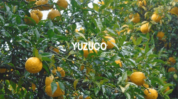 Yuzu tree bearing ripe yellow fruit and green leaves with centered white 'YUZUCO' overlay