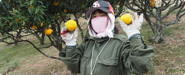 Person wearing a green jacket and pink face mask holding two yellow yuzu fruits in an outdoor orchard