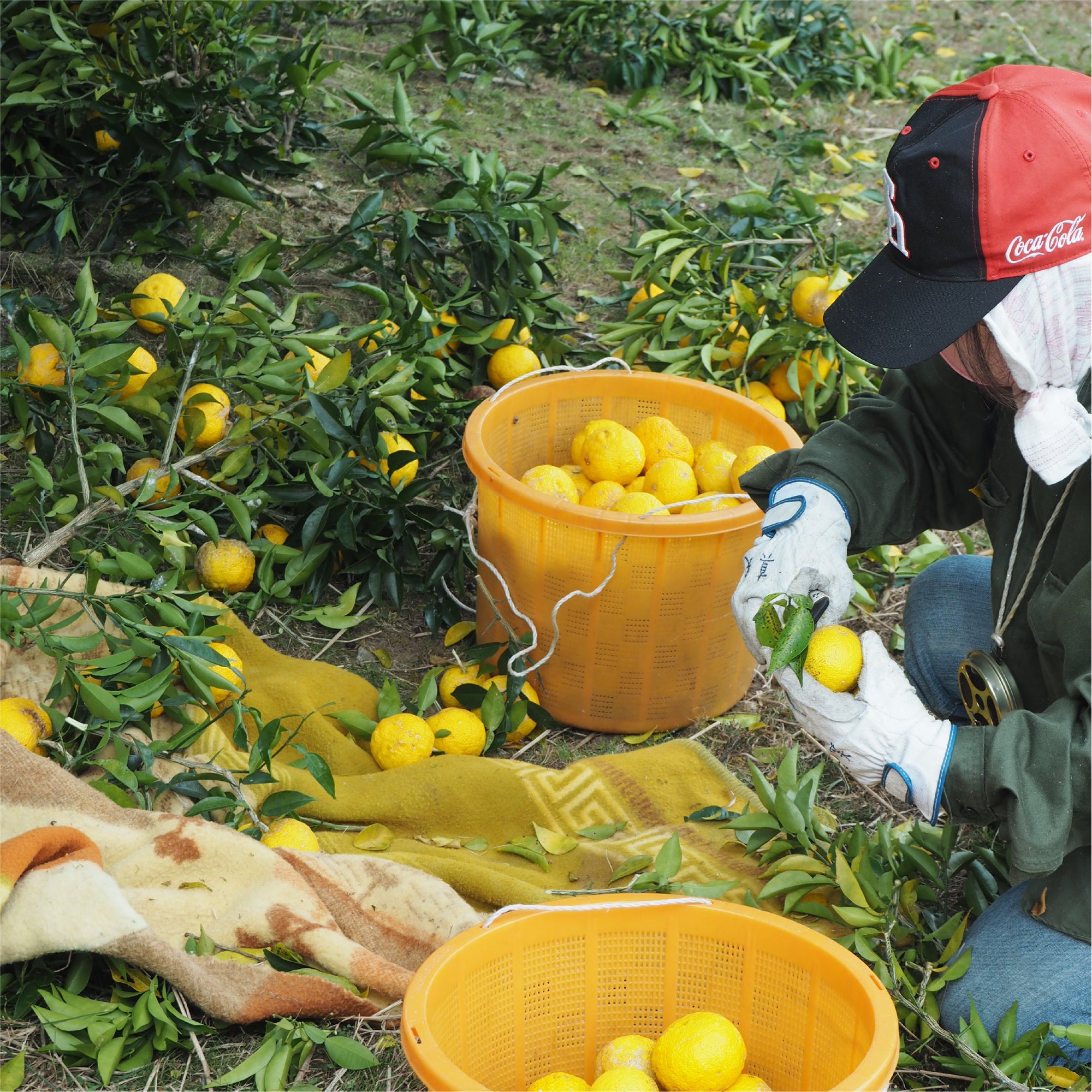 Farmer hand picking and trimming yuzu for yuzuco at an orchard in Japan